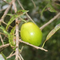 Pouteria campechiana (Kunth) Baehni